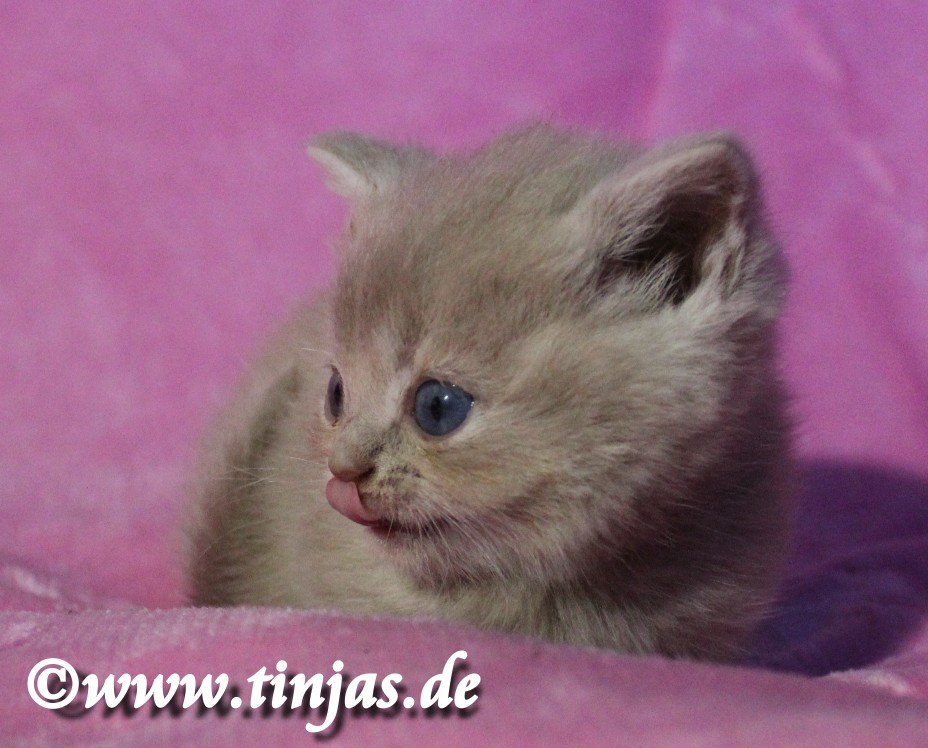 Britisch Kurzhaar Katzenbabys fawn golden shaded</A>